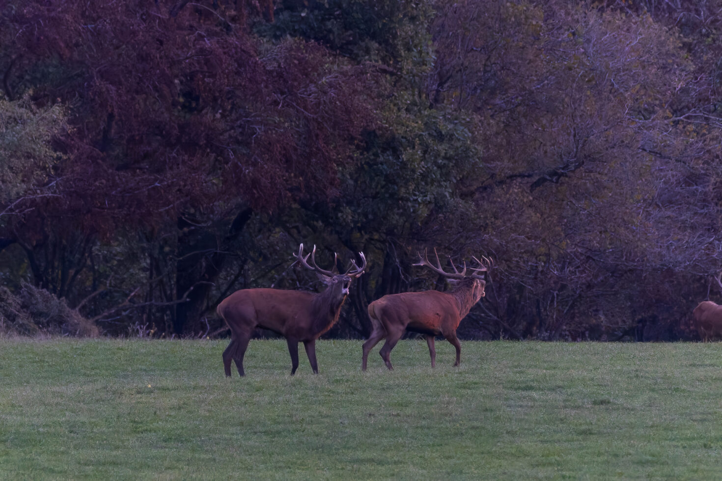 2026-10-FCa-033-Hirschbrunft-Rotwild-Nordeifel Rothirschbrunft in der Nordeifel (Wildlife)