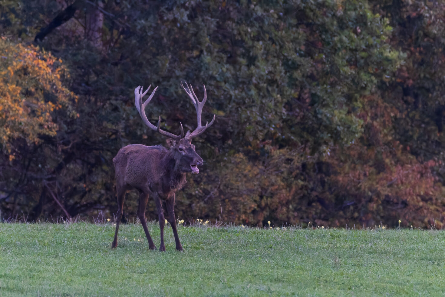 2026-10-FCa-037-Hirschbrunft-Rotwild-Nordeifel Rothirschbrunft in der Nordeifel (Wildlife)
