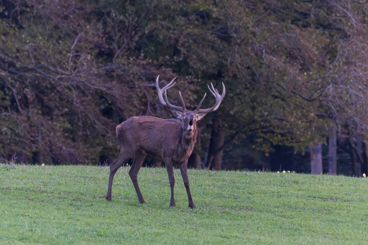2026-10-FCa-039-Hirschbrunft-Rotwild-Nordeifel Rothirschbrunft in der Nordeifel (Wildlife)