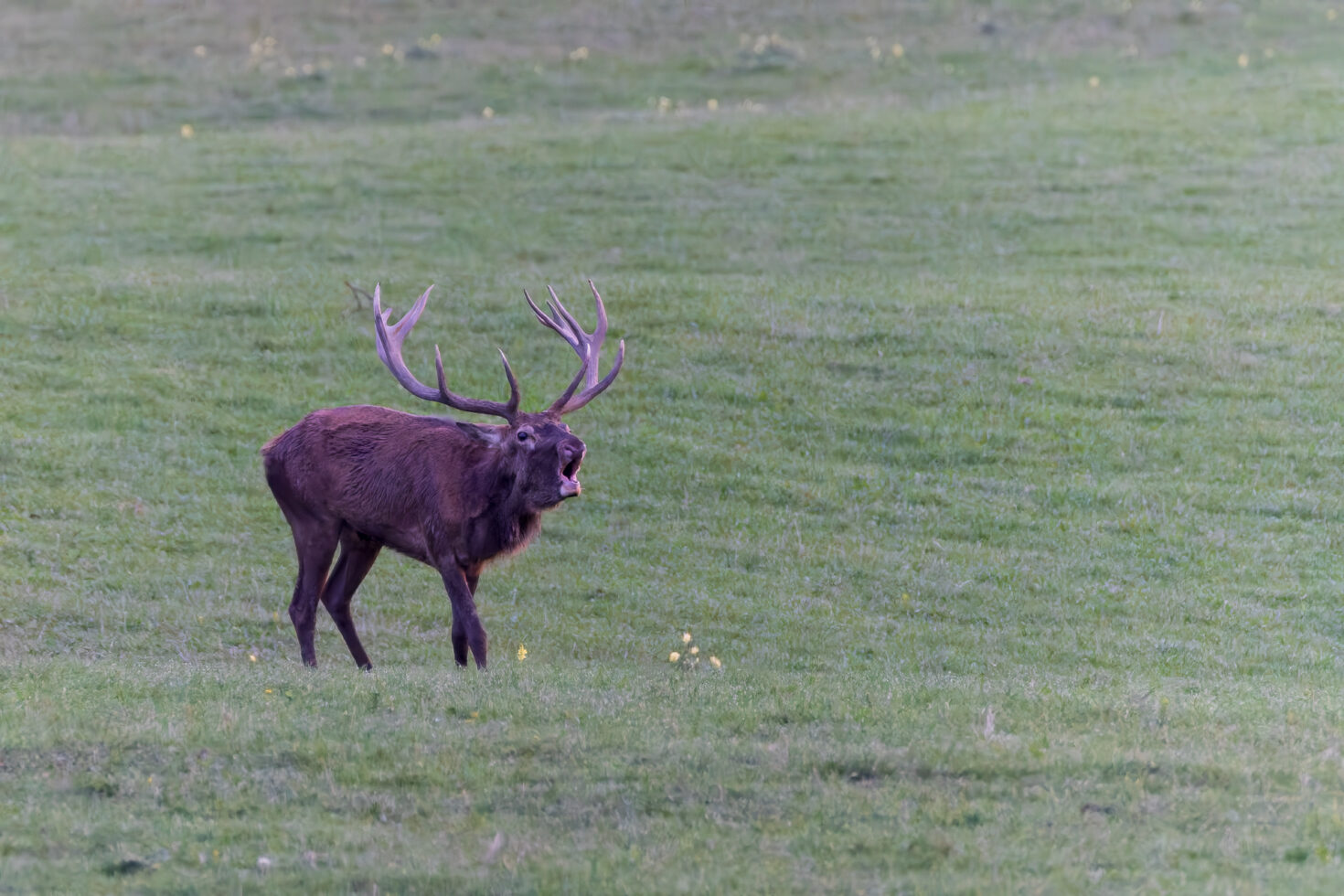 2026-10-FCa-040-Hirschbrunft-Rotwild-Nordeifel Rothirschbrunft in der Nordeifel (Wildlife)