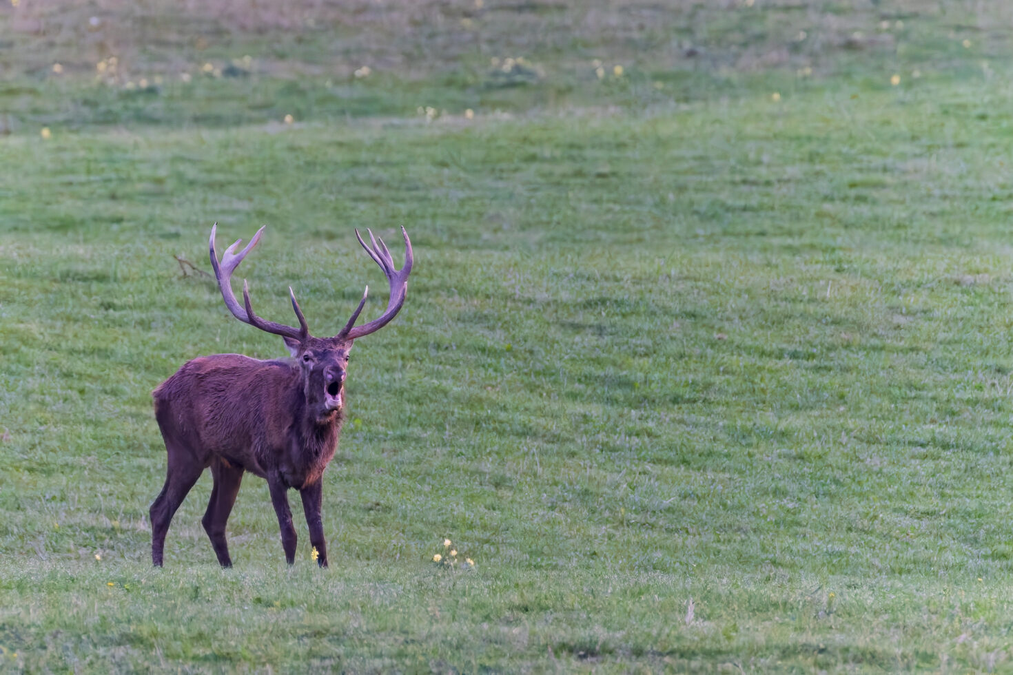 2026-10-FCa-041-Hirschbrunft-Rotwild-Nordeifel Rothirschbrunft in der Nordeifel (Wildlife)