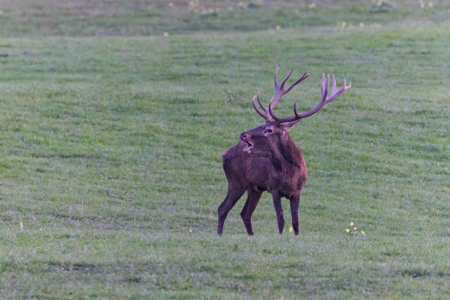 2026-10-FCa-042-Hirschbrunft-Rotwild-Nordeifel Rothirschbrunft in der Nordeifel (Wildlife)