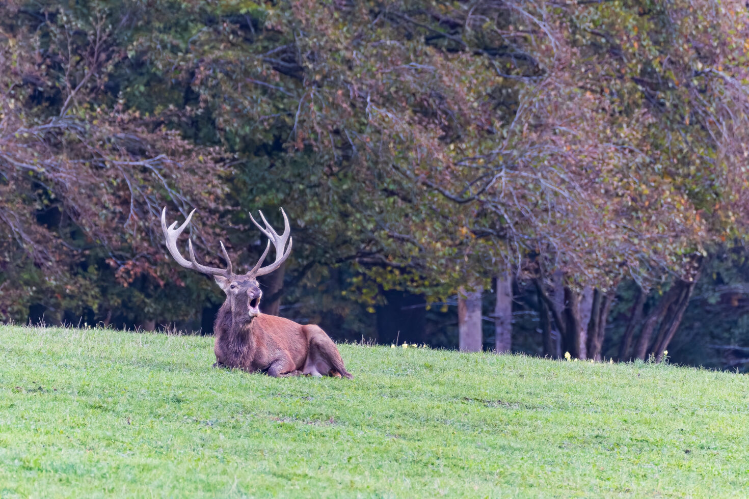 2026-10-FCa-044-Hirschbrunft-Rotwild-Nordeifel Rothirschbrunft in der Nordeifel (Wildlife)