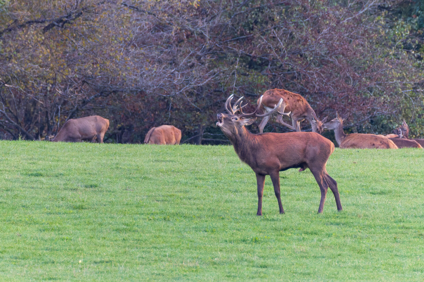 2026-10-FCa-045-Hirschbrunft-Rotwild-Nordeifel Rothirschbrunft in der Nordeifel (Wildlife)