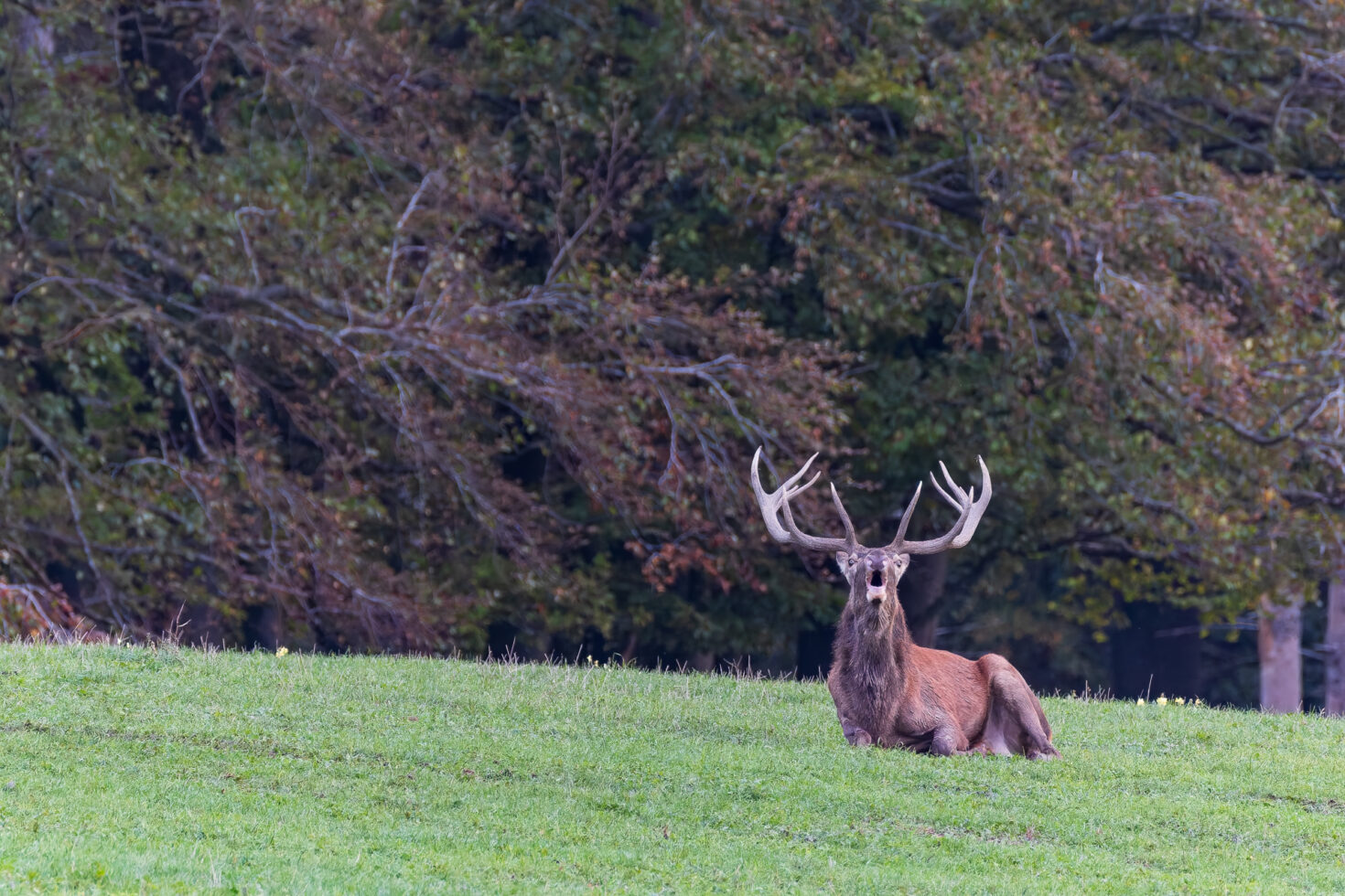 2026-10-FCa-046-Hirschbrunft-Rotwild-Nordeifel Rothirschbrunft in der Nordeifel (Wildlife)