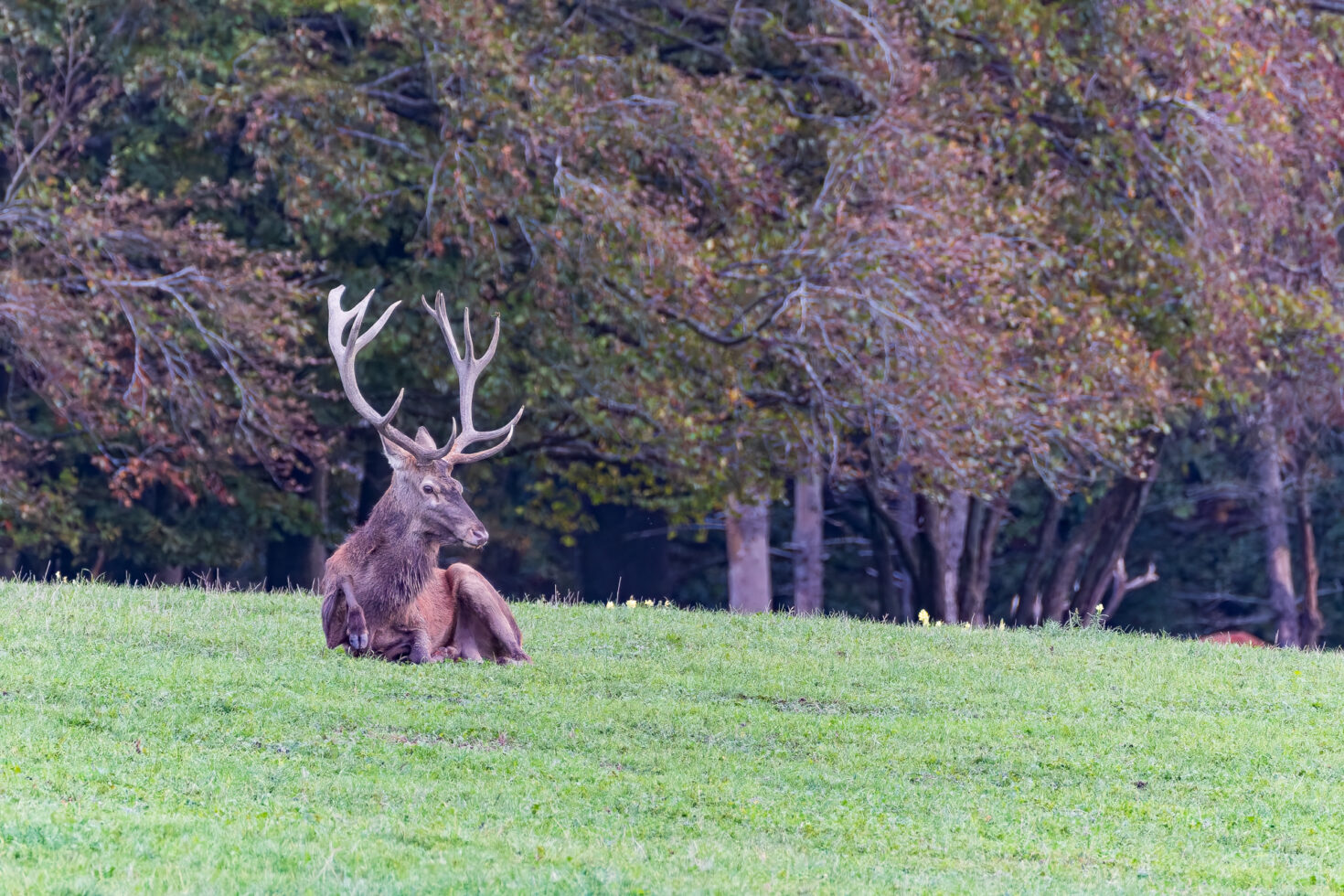 2026-10-FCa-047-Hirschbrunft-Rotwild-Nordeifel Rothirschbrunft in der Nordeifel (Wildlife)