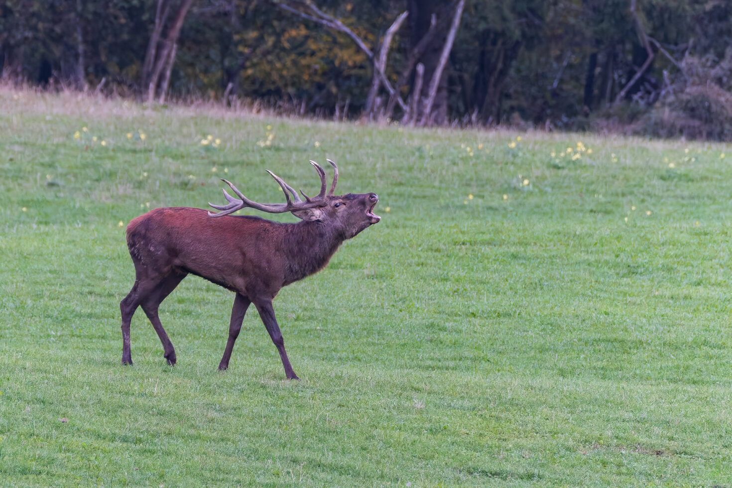 2026-10-FCa-048-Hirschbrunft-Rotwild-Nordeifel Rothirschbrunft in der Nordeifel (Wildlife)