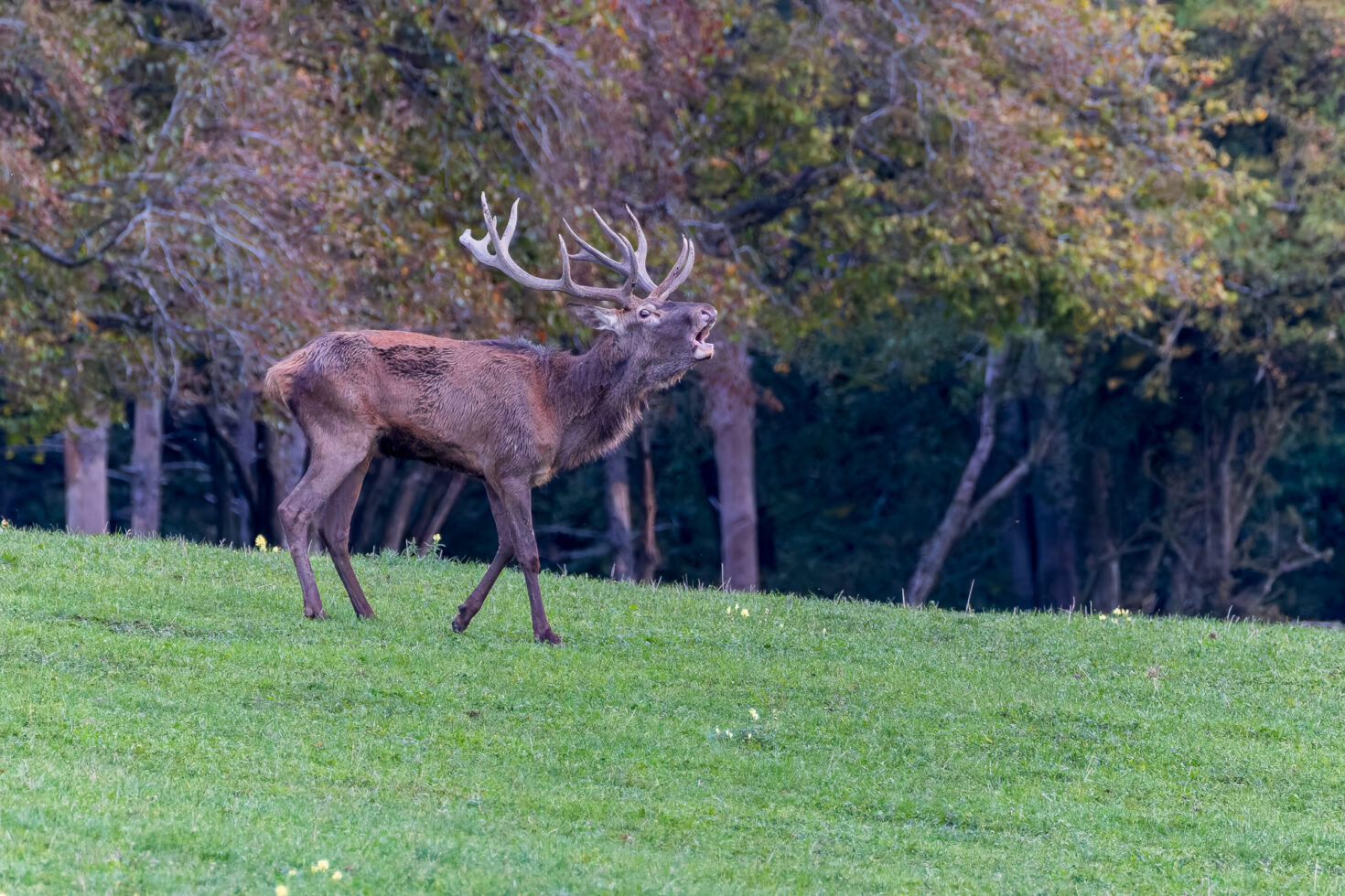 2026-10-FCa-049-Hirschbrunft-Rotwild-Nordeifel Rothirschbrunft in der Nordeifel (Wildlife)