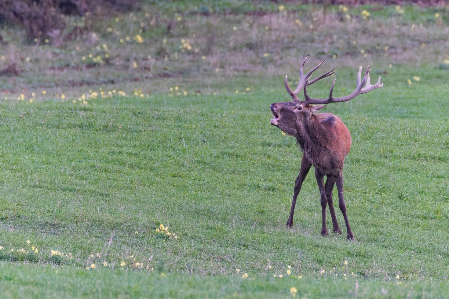 2026-10-FCa-050-Hirschbrunft-Rotwild-Nordeifel Rothirschbrunft in der Nordeifel (Wildlife)