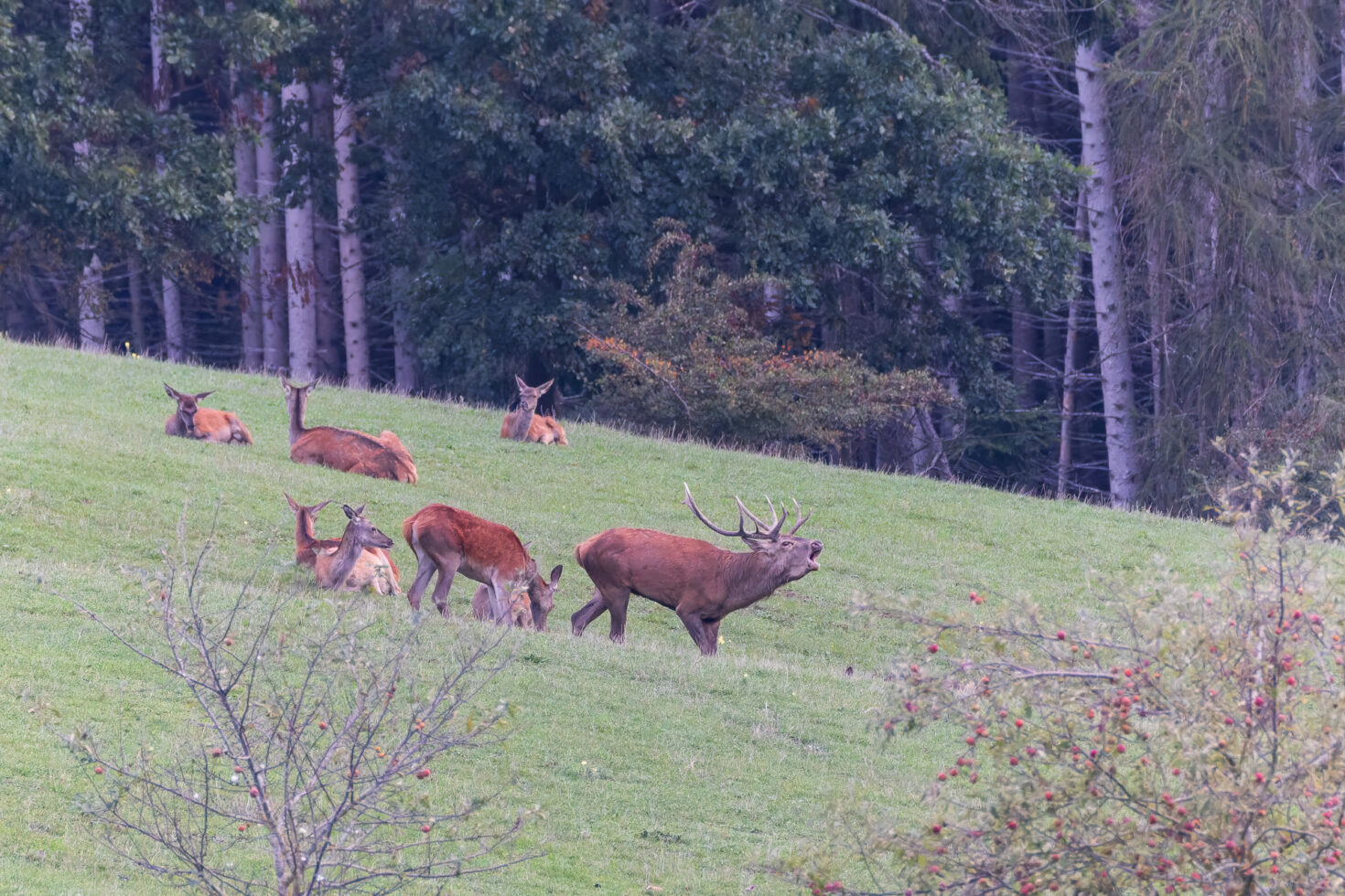 2026-10-FCa-051-Hirschbrunft-Rotwild-Nordeifel Rothirschbrunft in der Nordeifel (Wildlife)