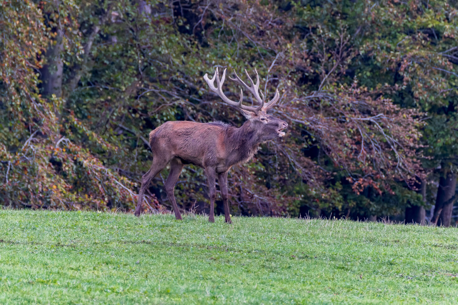 2026-10-FCa-052-Hirschbrunft-Rotwild-Nordeifel Rothirschbrunft in der Nordeifel (Wildlife)