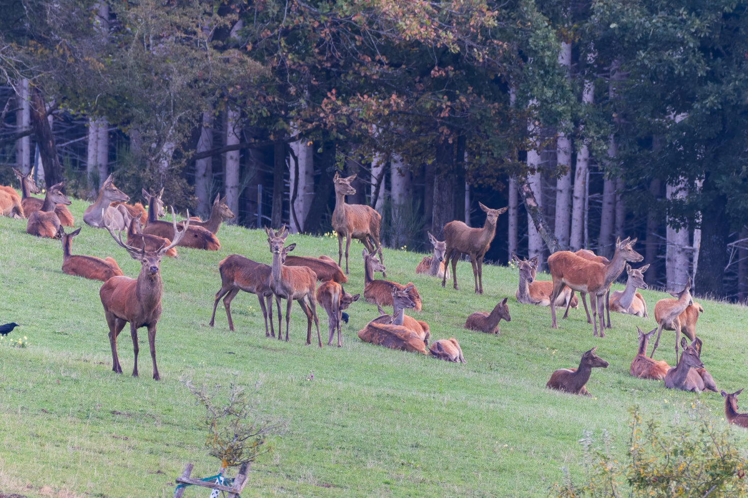 2026-10-FCa-053-Hirschbrunft-Rotwild-Nordeifel Rothirschbrunft in der Nordeifel (Wildlife)