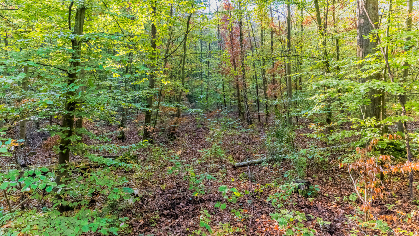 2026-10-FCa-056-Ville-Wald Langsam sieht man die ersten Herbstfarben im Villewald