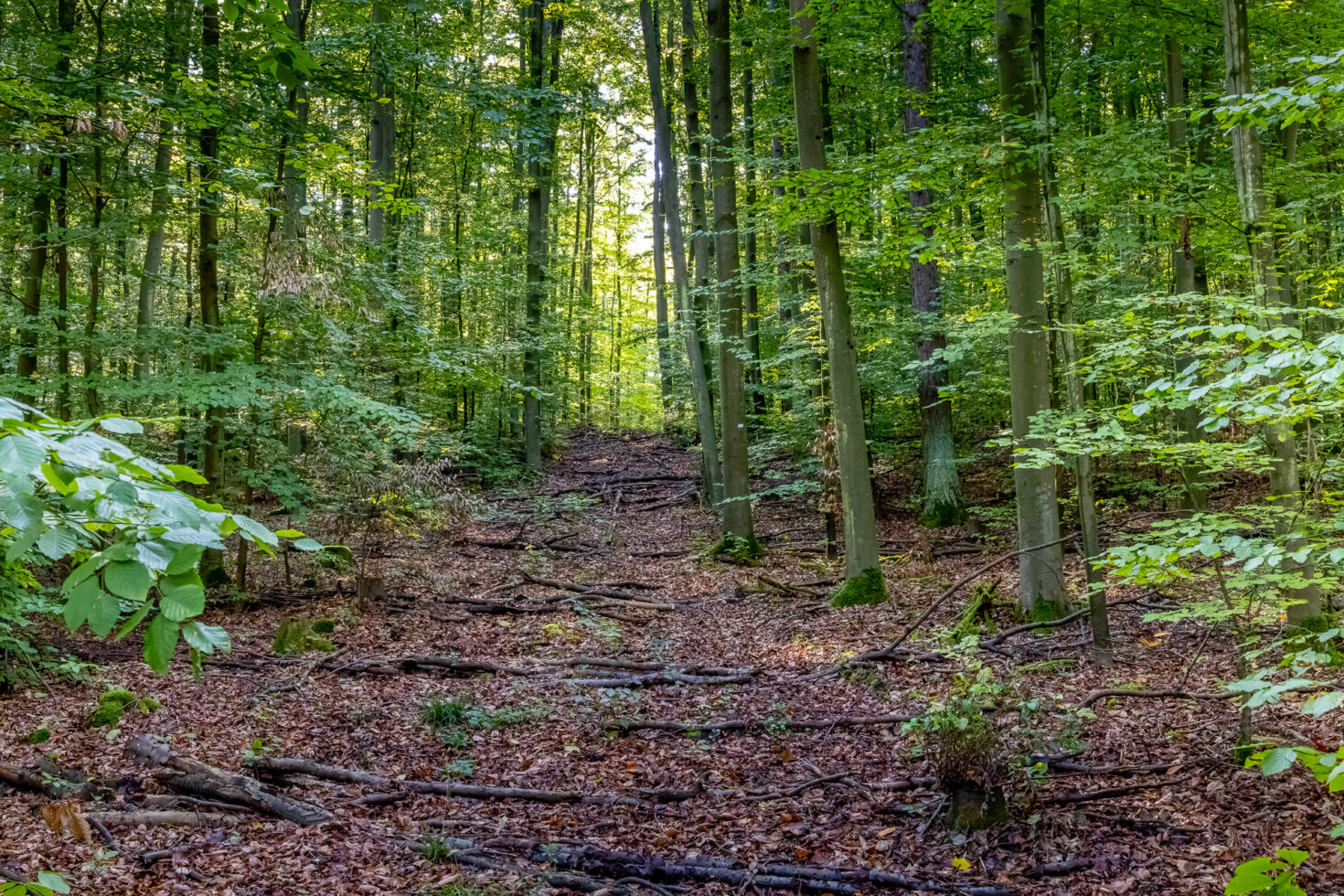 2026-10-FCa-057-Ville-Wald Unterwegs im Villewald