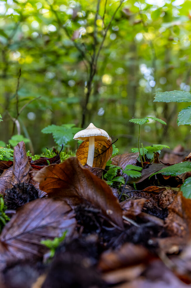 2026-10-FCa-058-Pilz-unbestimmt Pilz - unbestimmt