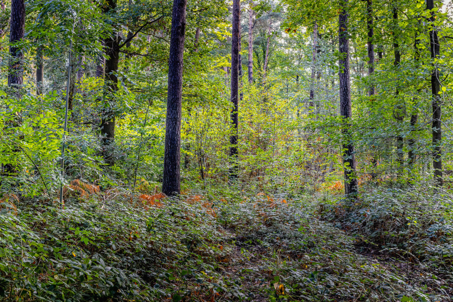 2026-10-FCa-065-Wald-Ville