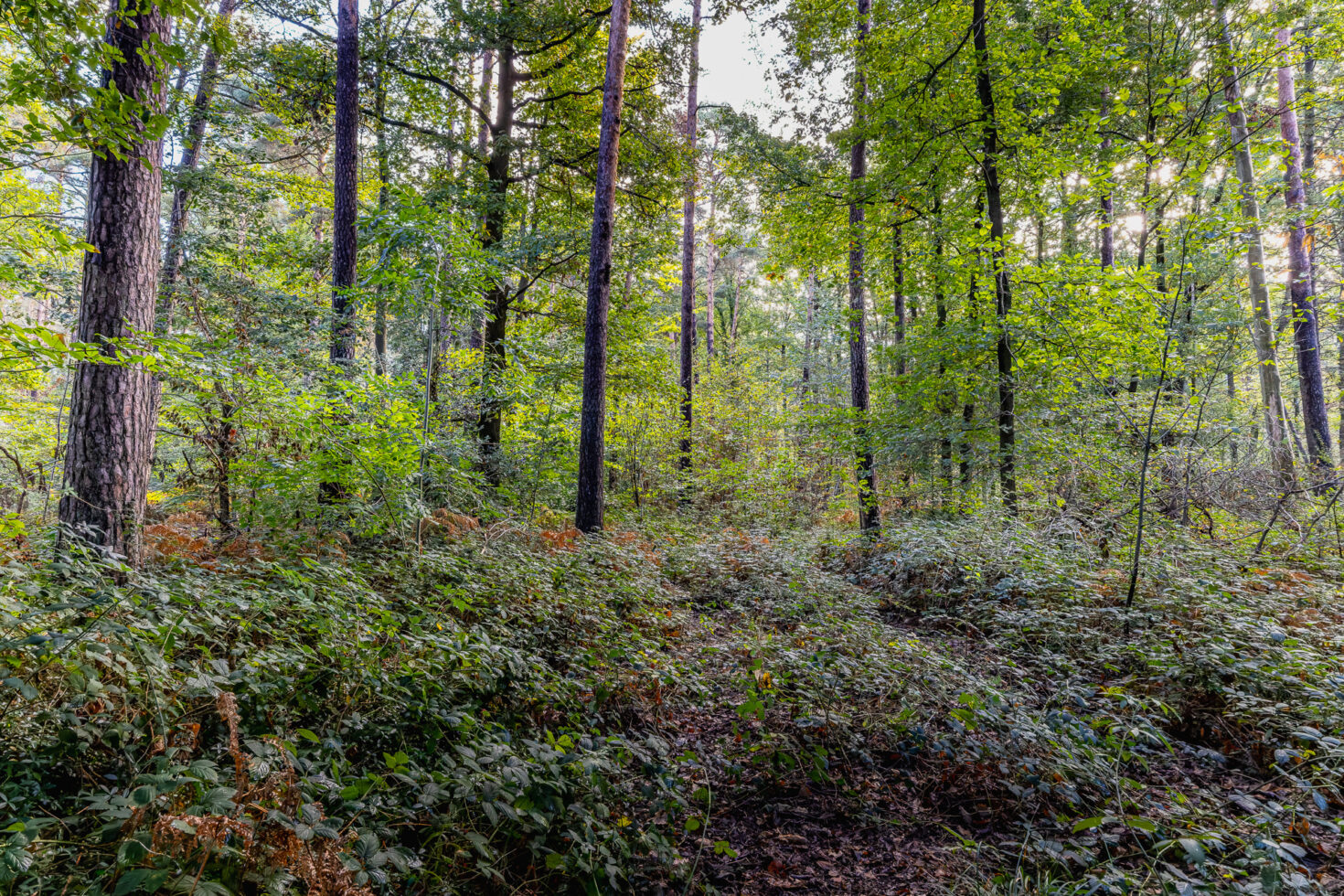 2026-10-FCa-066-Wald-Ville