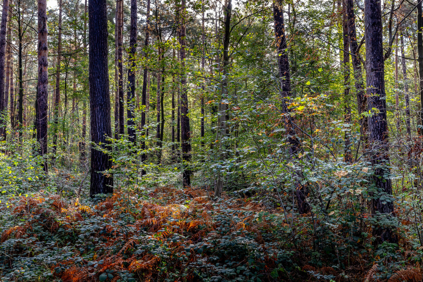 2026-10-FCa-067-Wald-Ville