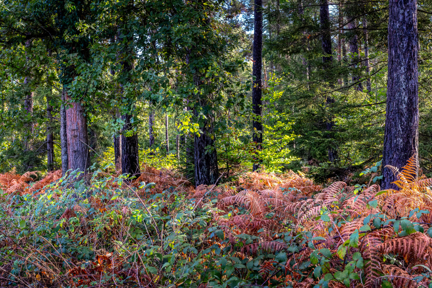 2026-10-FCa-068-Wald-Ville