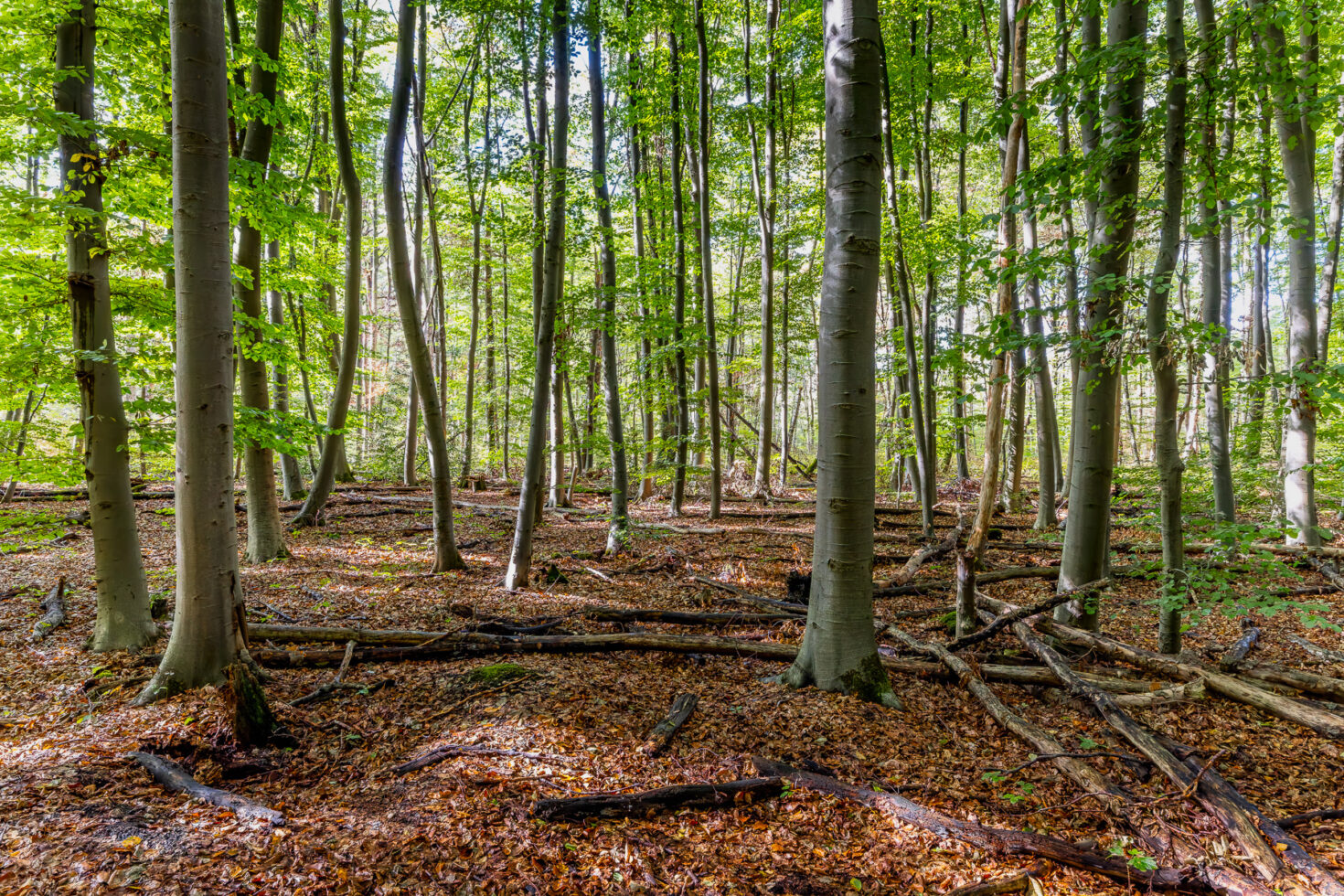 2026-10-FCa-093-Wald-Ville