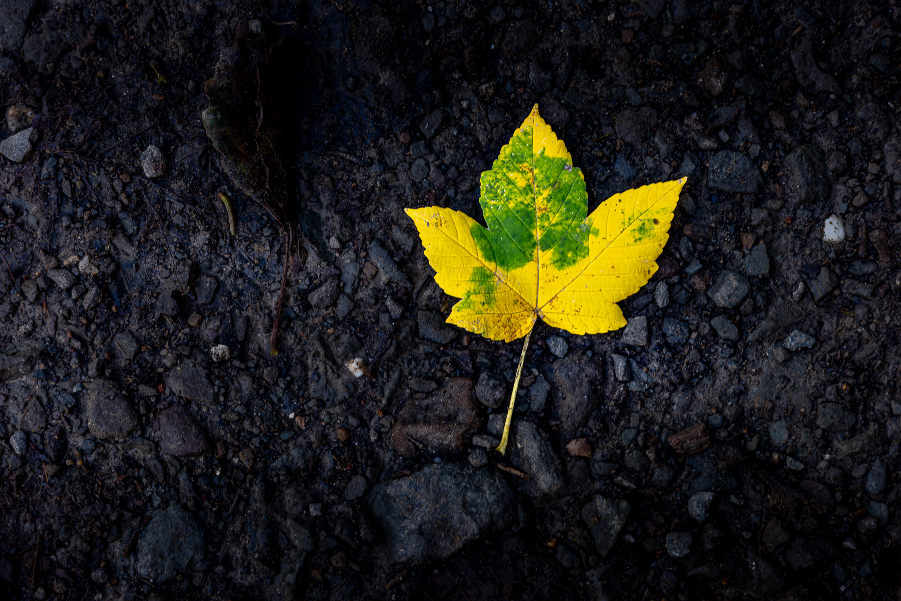 2026-10-FCa-097-Ahornblatt-Herbst Herbstliches Ahornblatt