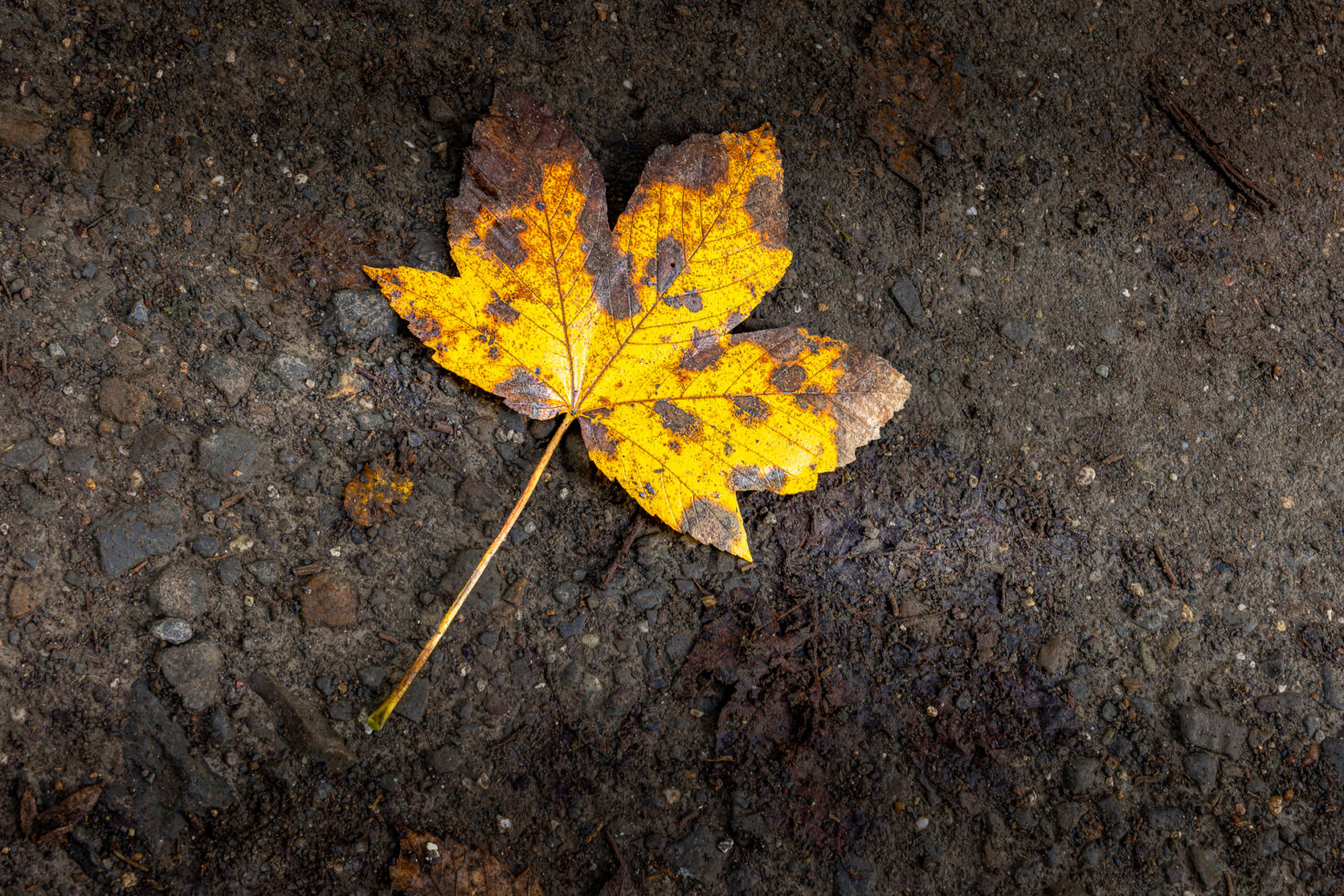 Herbstliches Ahornblatt
