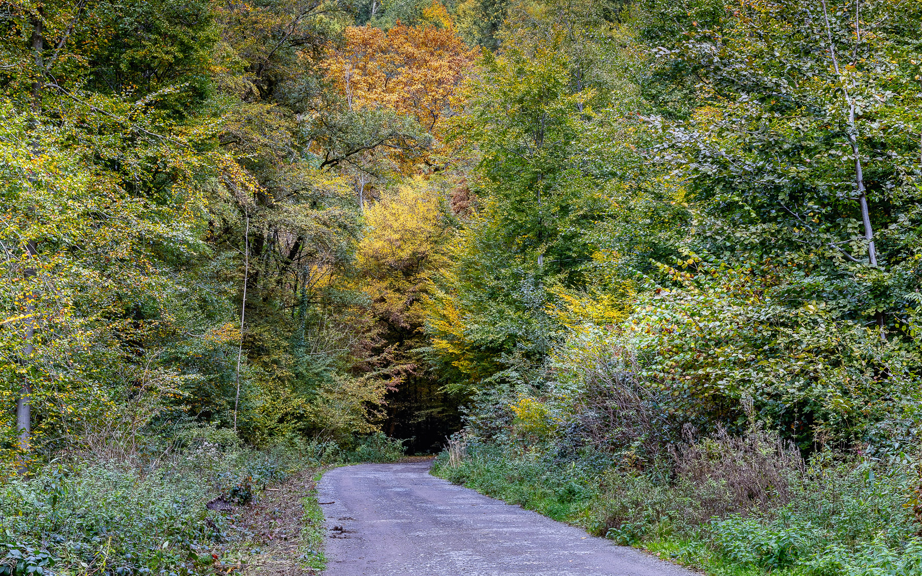 2026-10-FCa-101-Fruehherbst-Bergisches-Land Frühherbst im Bergischen Land