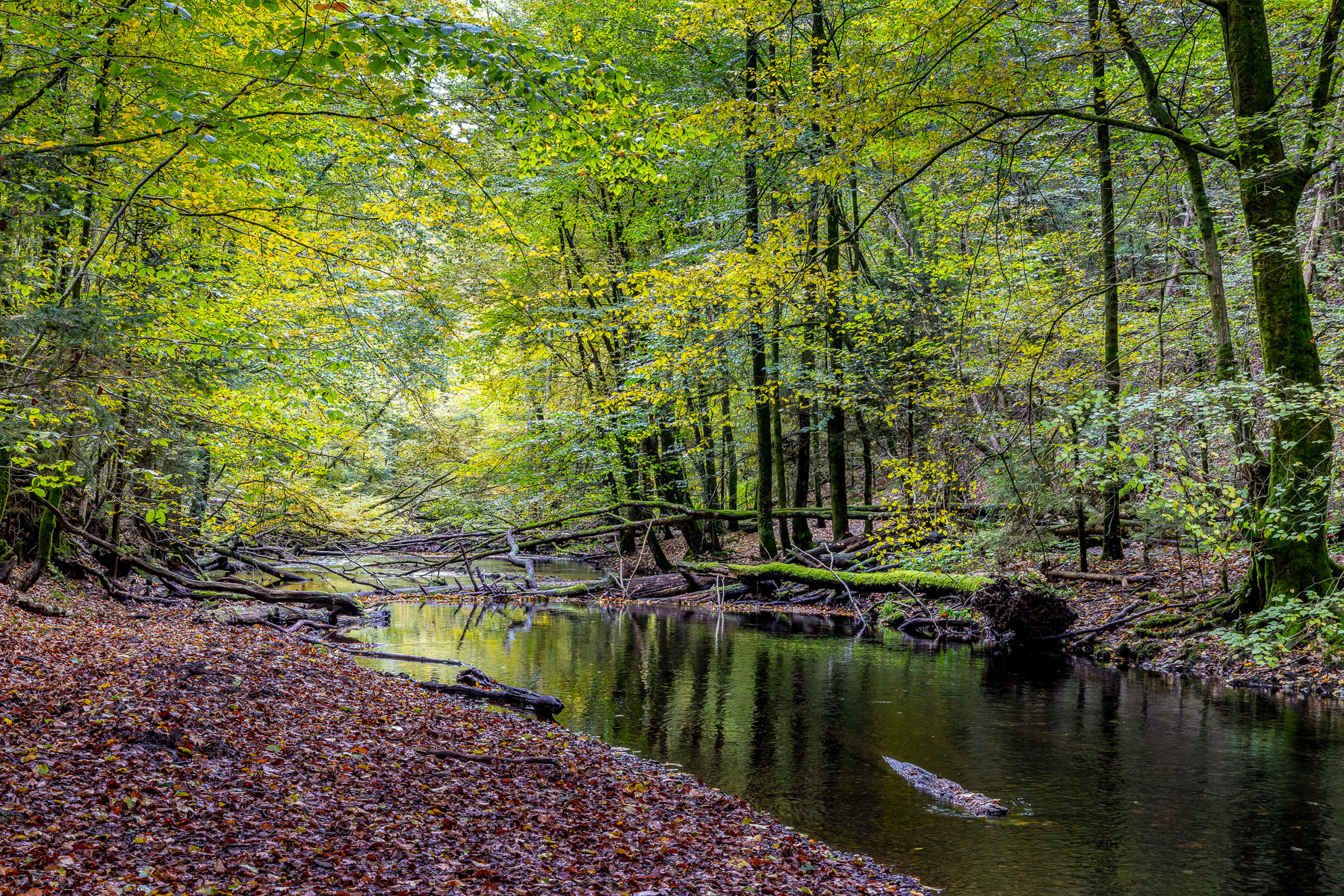 2026-10-FCa-102-Fruehherbst-Bergisches-Land Frühherbst im Bergischen Land