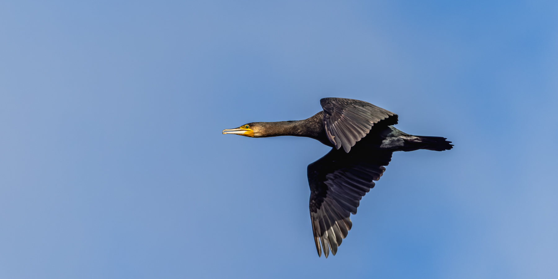 2026-10-FCa-125-Kormoran Kormoran