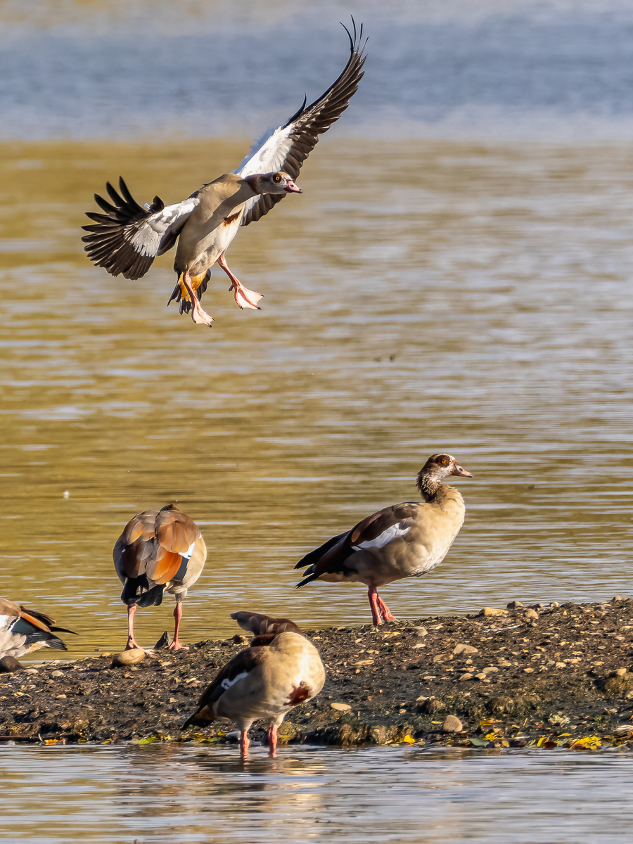 2026-10-FCa-126-Nilgaense Nilgänse
