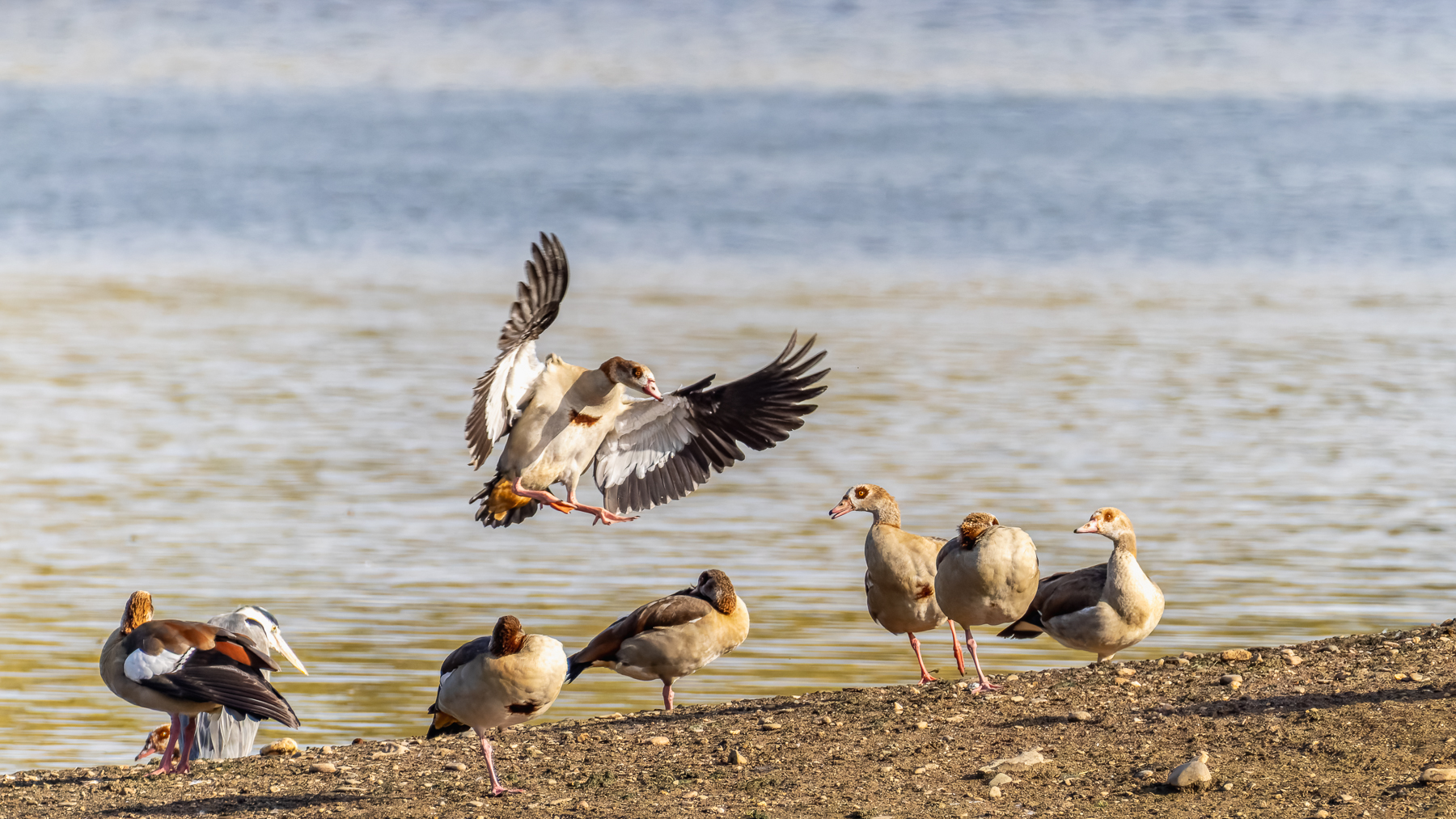 2026-10-FCa-127-Nilgaense Nilgänse