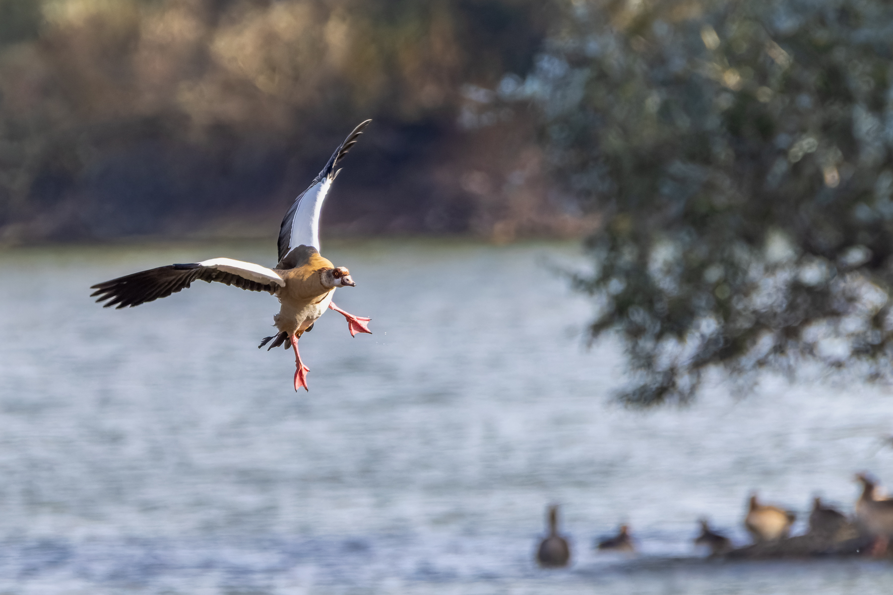 2026-10-FCa-131-Nilgans Nilgans