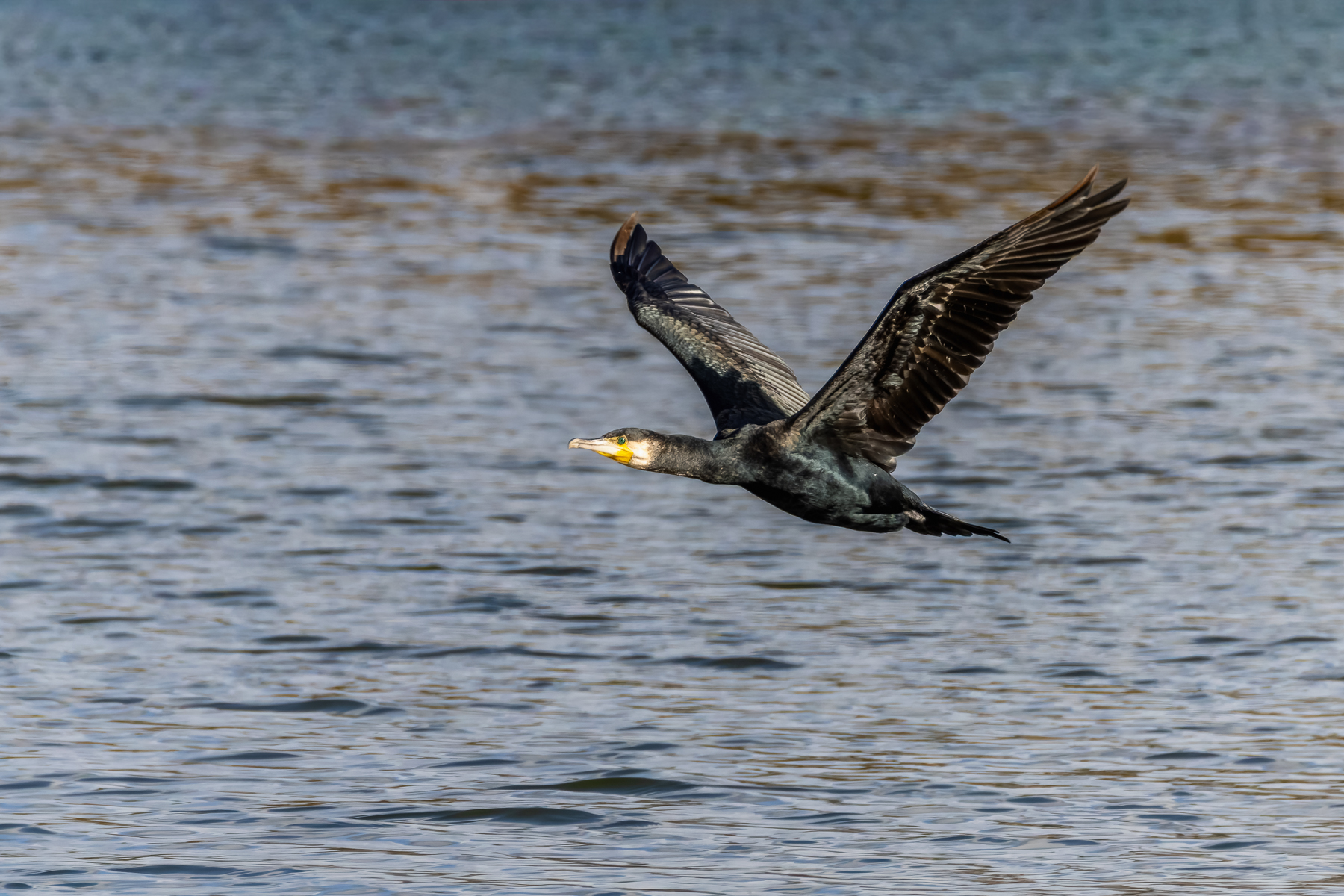 2026-10-FCa-132-Kormoran Kormoran